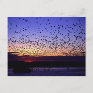 Carte Postale Troupeau au lever du soleil