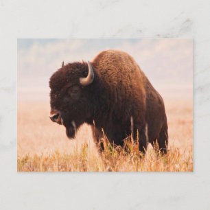Carte Postale Troupeau De Bison Américain (Bison Bison) À Teton 