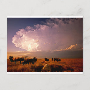 Carte Postale Troupeau de bisons