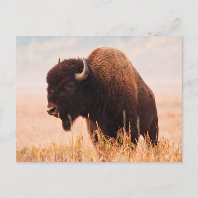 Carte Postale Troupeau de bisons d'Amérique (Bison bison) à Teto (Devant)
