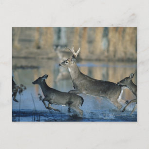 Carte Postale Troupeau de cerfs blancs courant à travers l'eau