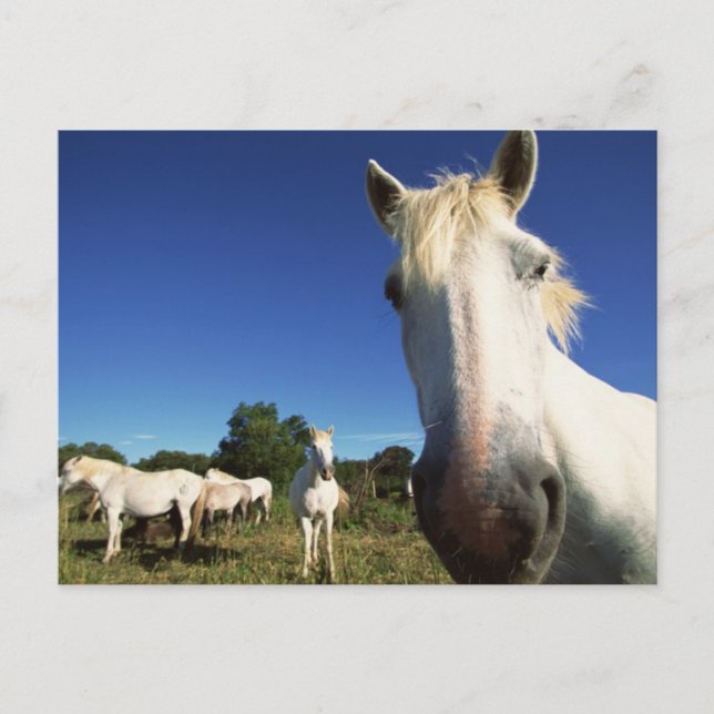 Carte Postale Troupeau de Chevaux blancs (Devant)
