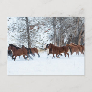 Carte Postale Troupeau de chevaux courant dans la neige