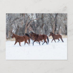 Carte Postale Troupeau de chevaux courant dans la neige d'hiver