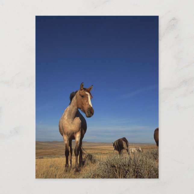 Carte Postale Troupeau de chevaux de l'Ouest (Devant)