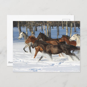 Carte Postale Troupeau De Chevaux De Trakehner Courant Dans La N