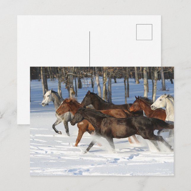 Carte Postale Troupeau De Chevaux De Trakehner Courant Dans La N (Devant / Derrière)