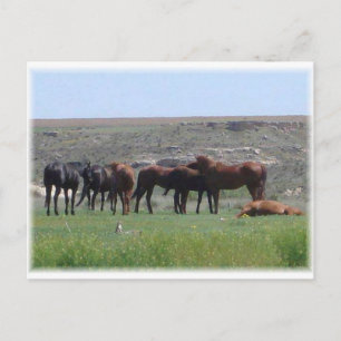 Carte Postale Troupeau de chevaux et de chiens des Prairies - Lo