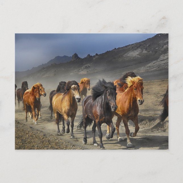 Carte Postale Troupeau de chevaux noirs et bruns (Devant)
