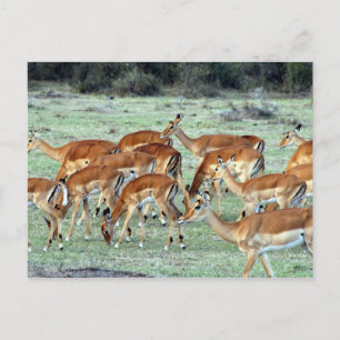 Carte Postale troupeau de gazelles