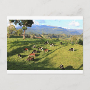 Carte Postale troupeau de vaches laitières Holstien frisonne pai