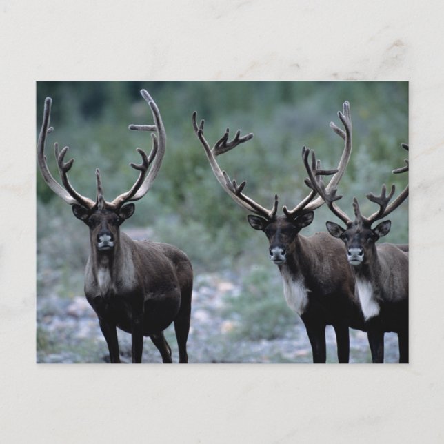 Carte Postale Troupeau de wapitis | Mt. Baring, Washington (Devant)
