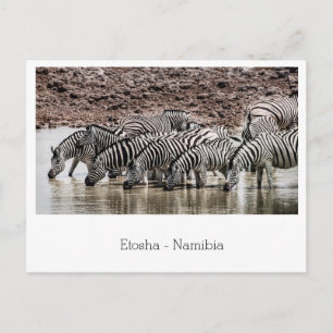 Carte Postale Troupeau de Zèbre par Waterhole à Etosha, Namibie