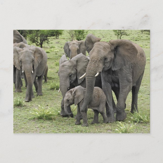Carte Postale Troupeau d'éléphants d'Afrique (Devant)