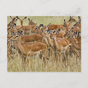 Carte Postale Troupeau d'impalas femelles, Masai Mara, Kenya.