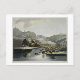 Carte Postale Troupeaux de bisons et d'élans sur le Missouri sup