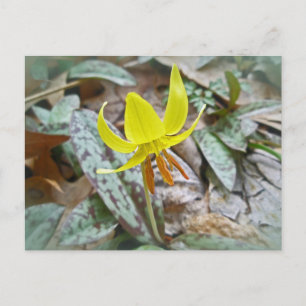 Carte Postale Trout Lily Fleur sauvage - Erythronium americanum