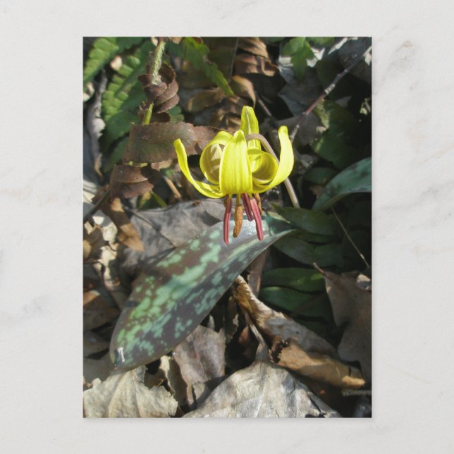 Carte Postale Trout Lily Fleur sauvage - Erythronium americanum (Devant)