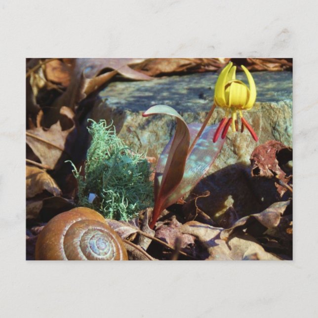 Carte Postale Truite jaune et prune Lily et Coquille d'escargot (Devant)