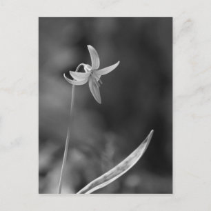 Carte Postale Truite Lily