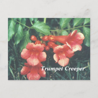 Carte Postale Trumpet creeper