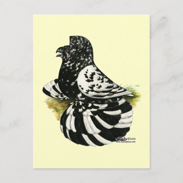 Carte Postale Trumpeter Pigeon Dark Splash (Devant)
