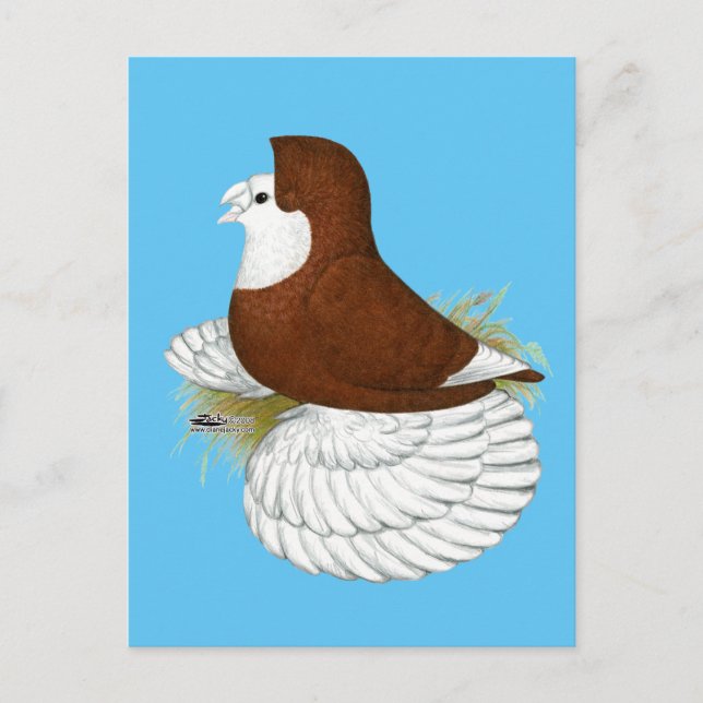 Carte Postale Trumpeter Pigeon Red Baldhead (Devant)