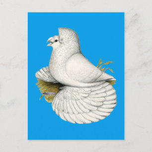Carte Postale Trumpeter Pigeon White