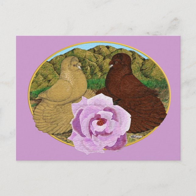 Carte Postale Trumpeter Pigeons et Rose (Devant)