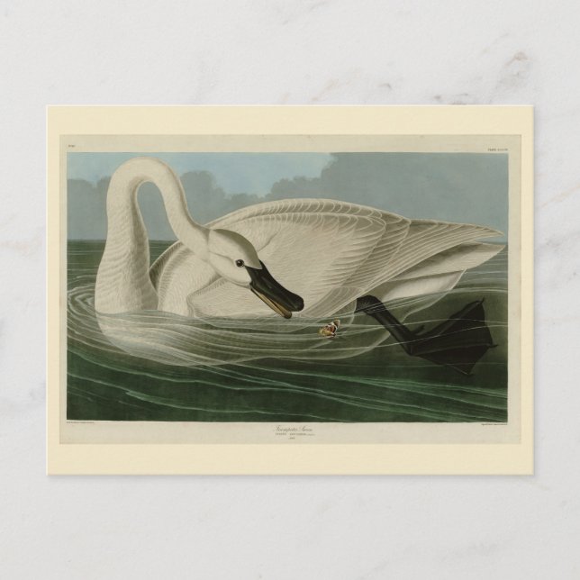 Carte Postale Trumpeter Swan (Devant)