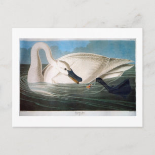 Carte Postale Trumpeter Swan, John James Audubon Fine Art