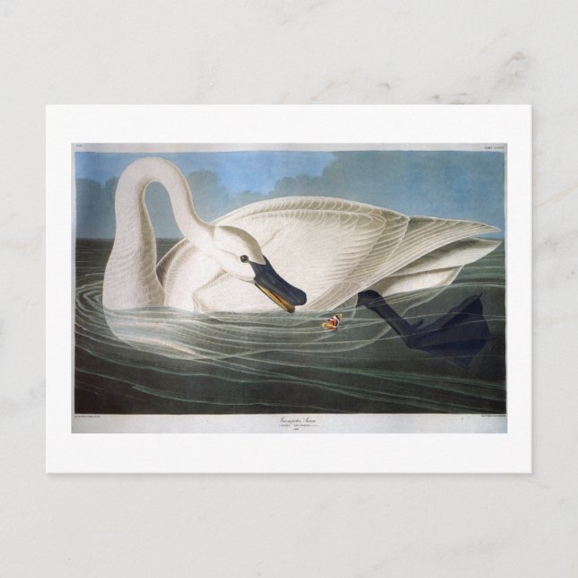 Carte Postale Trumpeter Swan, John James Audubon Fine Art (Devant)