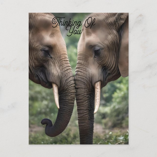 Carte Postale "Trunk to Trunk : A Gentle Elephant Embrasser" (Devant)