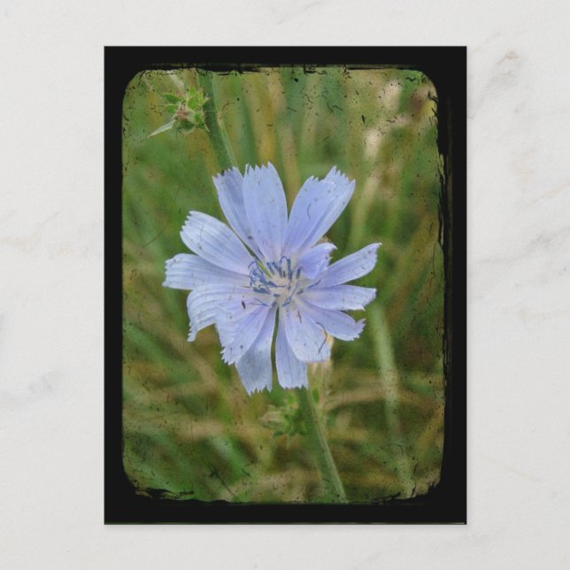 Carte Postale TTV violet en chicket (Devant)