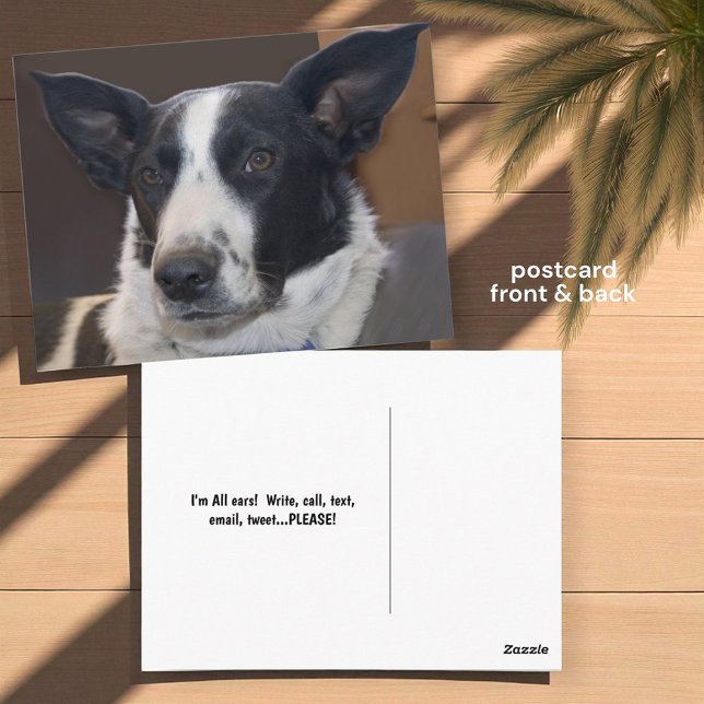 Carte Postale Tu me manques Border Collie Chien Oreilles Perky P (front and back postcard insitu)