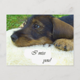 Carte Postale Tu me manques - mignon Dachshund
