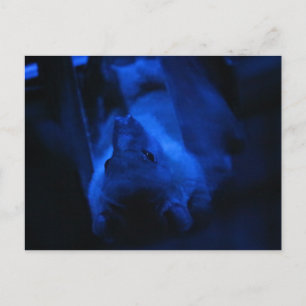 Carte Postale Tu veux sortir ?