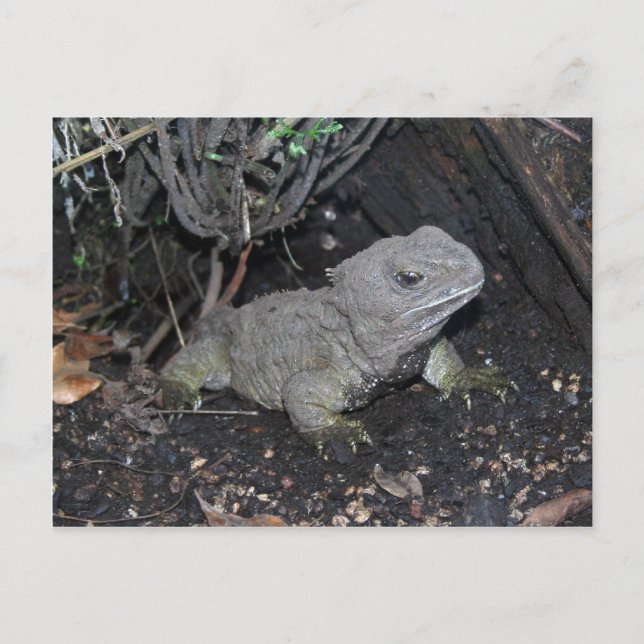 Carte Postale Tuatara (Devant)