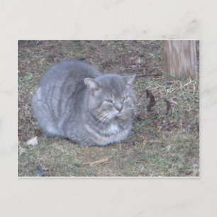 Carte Postale Tubby Grey Chat