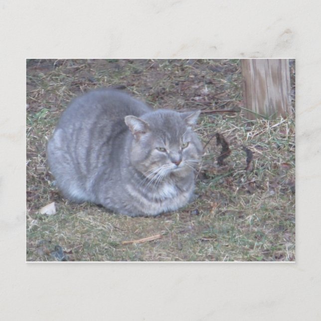 Carte Postale Tubby Grey Chat (Devant)