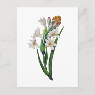Carte Postale Tuberosa par Pierre Joseph Redoute