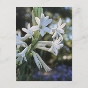 Carte Postale Tuberose mexicaine # 1