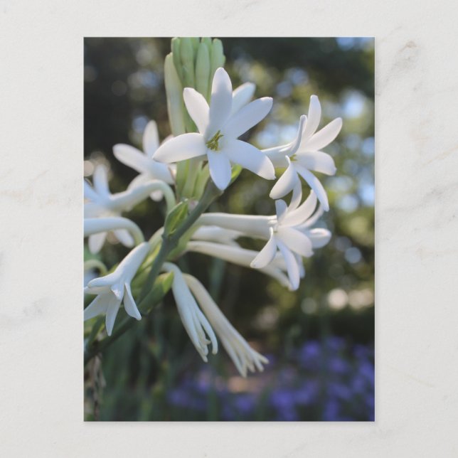 Carte Postale Tuberose mexicaine # 1 (Devant)