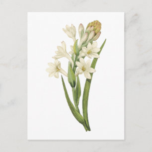Carte Postale tuberose(Tuberosa sp.) par Redouté