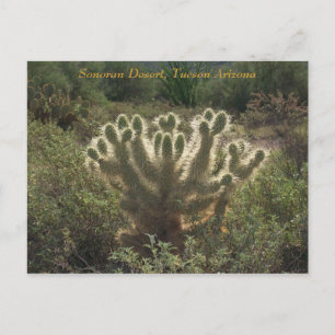 Carte Postale Tucson Arizona