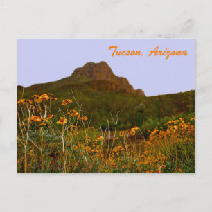 Carte Postale Tucson Mountain et Fleurs sauvages au coucher du s
