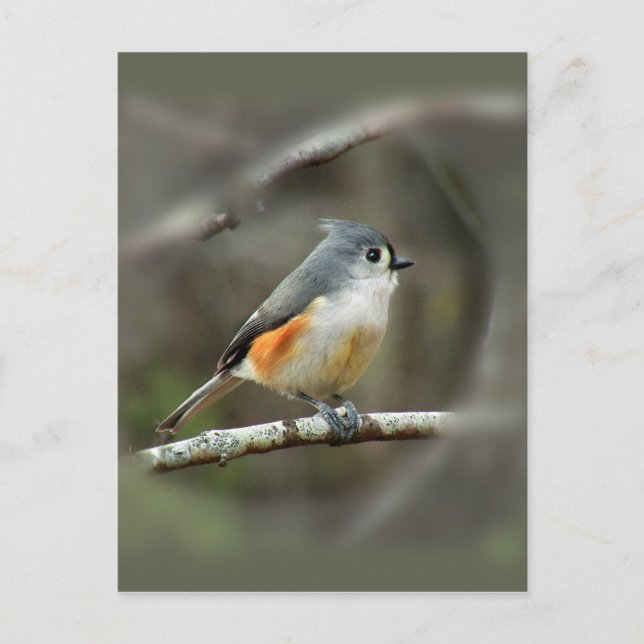 Carte Postale Tufé Titmouse (Devant)