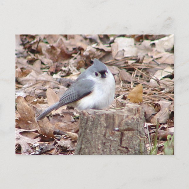 Carte postale Tufé Titmouse Bird (Devant)