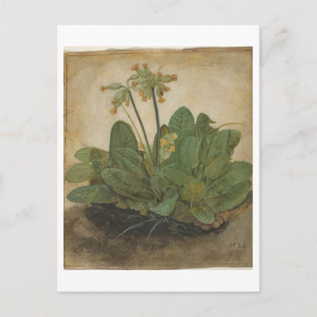 Carte Postale Tuft of Cowslips par Albrecht Durer (Devant)