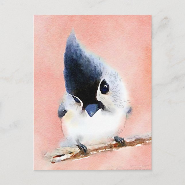 Carte Postale Tufted Titmouse (Devant)